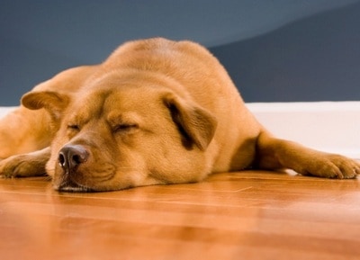 Best Flooring For Dogs - Blog mobile -  - Buy in the usa at LLB Flooring LLC
